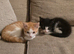 Gorgeous Female Kittens - 12 Weeks - Litter Trained & Flea Treated