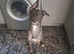 5 half months old blue German shepherd X staff for sale collection only