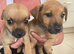 5 beautiful Jack Russell puppies