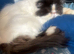 Dollface Persian Boy from Grandchampion lines