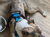 Merle male amstaff