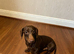 Miniature dachshund dog