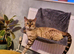 BENGAL X SELKIRK REX BOYS