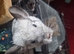2 female chinchillas with cage