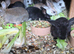 Rabbits