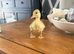 Beautiful Hand-Raised Call Duck &times; Snowy Mallard Ducklings