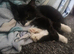 Male kitten for sale