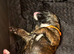 KC registered brindle Boxers