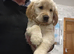 11 weeks old golden Retriever