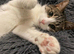 Female cat looking for a rehome