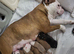 Beautiful old tyme English Bulldog pup