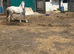 Welsh / Appaloosa gelding for sale