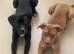 Puppies 9 months old