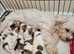 Only 1 puppy left Maltese & Lhasa-apso puppies