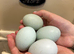 Ex commercial blue eggers