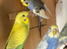 Female budgie in breeding condition