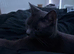 Twinkle - URGENTLY needs a new home.