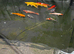Koi carp and gold fish for sale