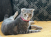 Cookie- grey tabby female