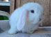 Mini lop babys ready now