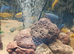 Breeding group pseudotrfeus saulosi