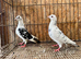 TIGER GRIZZLE RACING PIGEONS
