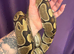 CB17 Proven Female Normal Het Clown Het Pied Royal Python