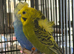 Helicopter budgie pair