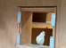 Young, adult pairs of mutation cockatiels