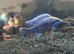 2 fish up for Trade or offer SM5