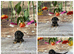 Tiny dachshunds available.