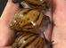 Achatina Achatina tiger snail giant African snail