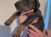 Kennel club registered Dobermans