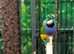 Beautiful pair of gouldian finches for sale