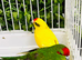 Very beautiful Kakriki for sale