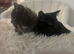 1 Beautiful 12 Week Old Female BSH Left!