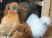 Silkie hens and Polish hens point of lay