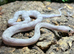 Blonde Axanthic Trans Pecos Rat Snake at Birmingham Reptiles