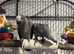 Beautiful 6-Month-Old African Grey Parrots Looking for Loving Homes