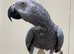 Hand tame African grey parrot kivi