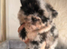 KOREAN MALTIPOM puppies ready soon!