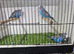 Male budgies available