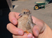 Chinese painted quails
