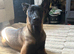 Belgian Malinois