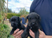 5 patterdale terrier pups ready now