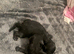 Cockerpoo pups