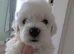 Fluffy Maltese Babies Looking for Loving Homes &ndash; Ready Mid-June!