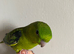 Baby boy lineolated parakeet