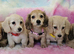 Cream long haired miniatures READY NOW