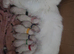 EXTENSIVELY TESTED LILAC&BLUE GCCF RAGDOLL KITTENSEXTENSIVELY TESTED GCCF PEDIGREE RAGDOLL BLUE & RARE LILAC MITTED POINTS FROM CHAMPION LINES